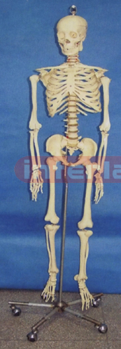 BIG HUMAN STANDARD SKELETON MODEL(HANGING)